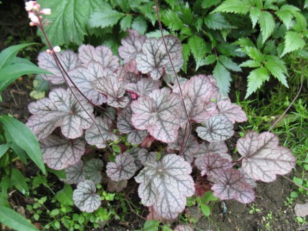 ГЕЙХЕРА СИЛЬВЕР СЕВОЛЛС (Silver Sevolls) НА 2020 ГОД НЕ БУДЕТ